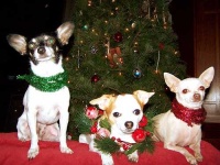 image of chihuahua
