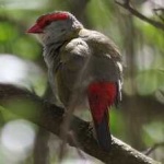 image of bird