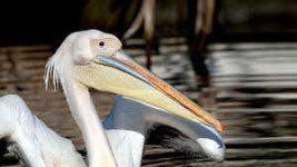 image of animal