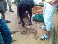 image of crayfish