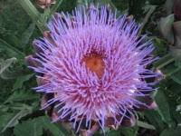 image of artichoke_flower #62