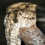 image of bird