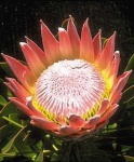 image of flower