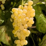 image of grapes #18