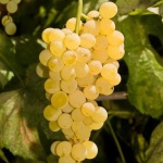 image of grapes