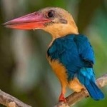 image of bird