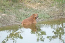 image of redbone