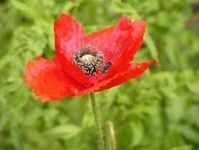 image of flower