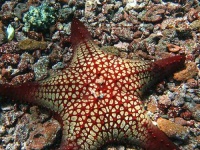 image of starfish #15