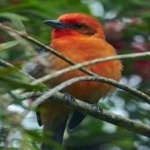 image of bird