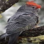 image of bird