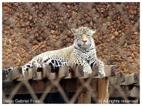 image of jaguar_car