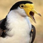image of bird