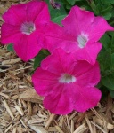 image of petunia #12