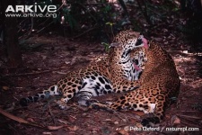 image of jaguar_car