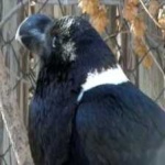 image of bird