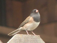 image of junco