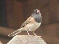 image of junco #6