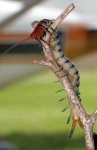 image of centipede