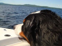 image of bernese_mountain_dog