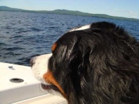 image of bernese_mountain_dog #18