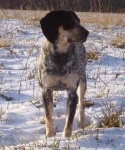 image of bluetick