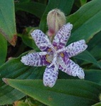 image of flower