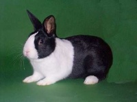 image of wood_rabbit