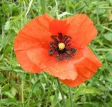 image of flower