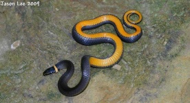 image of ringneck_snake #27