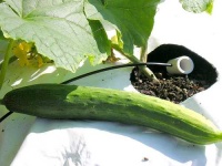 image of cucumber