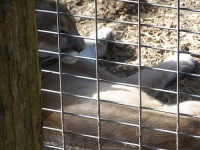 image of cougar