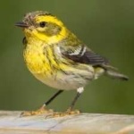 image of bird