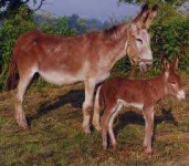 image of animal