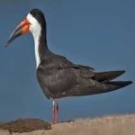 image of bird