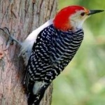 image of red_headed_woodpecker #4