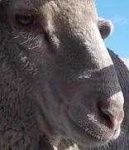 image of animal