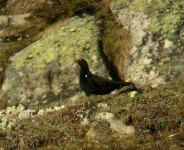 image of black_grouse