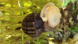 image of animal