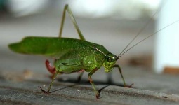 image of grasshopper