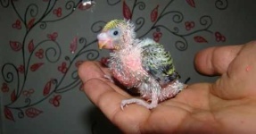 image of parakeet