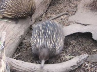 image of echidna