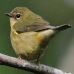image of bird