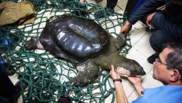 image of animal