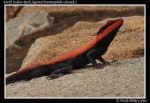 image of agama