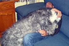 image of old_english_sheepdog