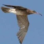 image of whimbrel #8