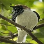 image of bird