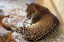 image of jaguar_car