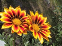 image of flower